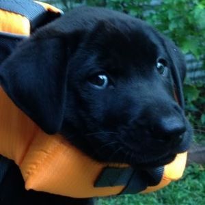 Meet your Posher, Stephen